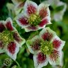 Helleborus Tricastin